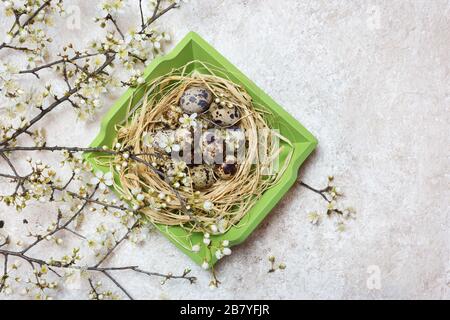Quail eggs in wooden basket and blooming branches on light textured background. Easter holidays background. Top view with copy space. Stock Photo
