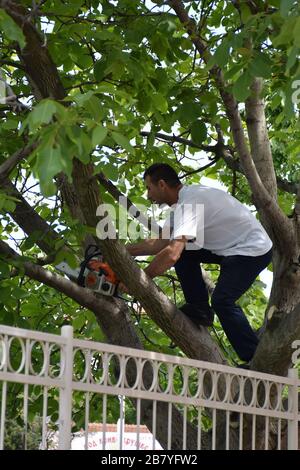 The logger stands carefully on the strong branches of the tree and cuts with a chainsaw Stock Photo