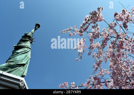 Worm's eye view of the Statue of Liberty replica in Odaiba, Japan during sakura or cherry blossoms season Stock Photo