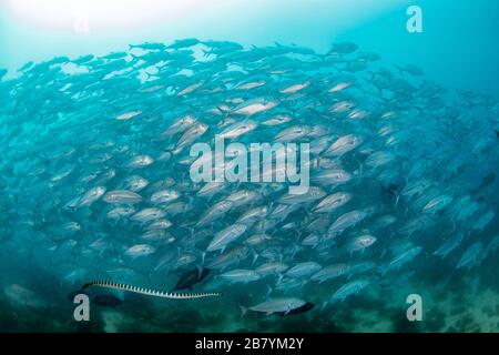 A venomous banded yellowlip sea snake, Laticauda colubrina, also known as a sea krait, swims below a school of  bigeye jacks, Caranx sexfasciatus,  Ph Stock Photo