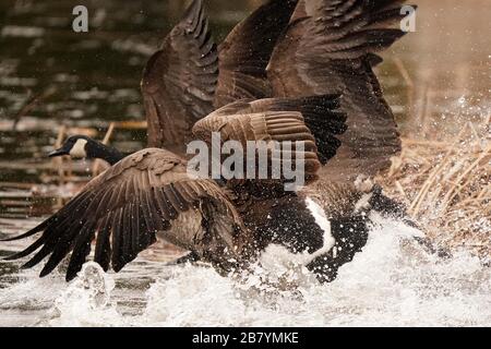 Canada Geese in marsh in spring Stock Photo
