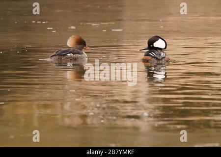 Hooded mergansers on pond Stock Photo