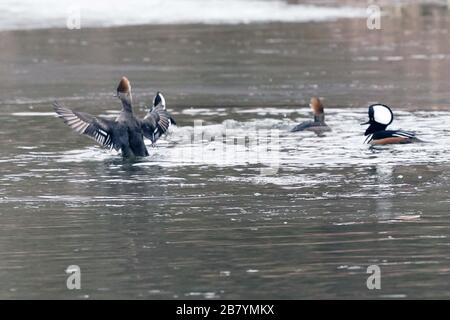 Hooded mergansers on pond Stock Photo