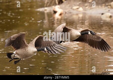 Canada Geese in marsh in spring Stock Photo