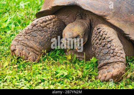 Portrait of a Galapagos Giant Tortoise (Chelonoidis nigra) eating grass with tongue out on Santa Cruz island, Galapagos Islands National Park, Ecuador. Stock Photo
