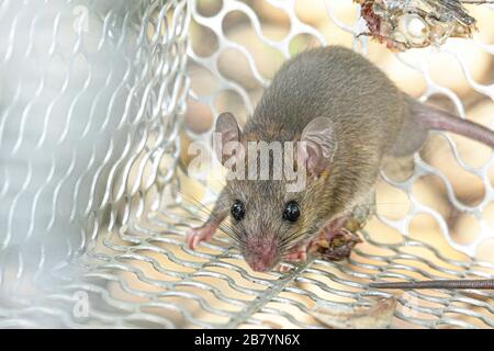 Rat in cage mousetrap catch at home. Stock Photo