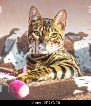 A beautiful young Bengal cat sitting Stock Photo