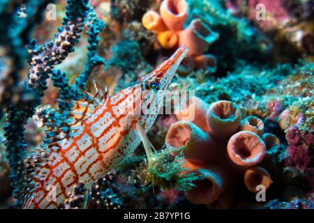 Longnose hawkfish (Oxycirrhites typus) hiding under a gorgonian, Sea of Cortez (Gulf of California), Mexico Pacific Ocean, color Stock Photo