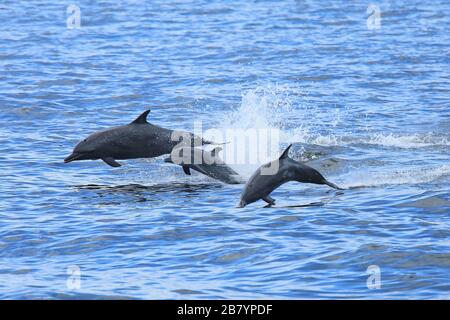 Group of common bottlenose dolphins (Tursiops truncatus) jumping. Papagayo Peninsula, Guanacaste, Costa Rica. Stock Photo