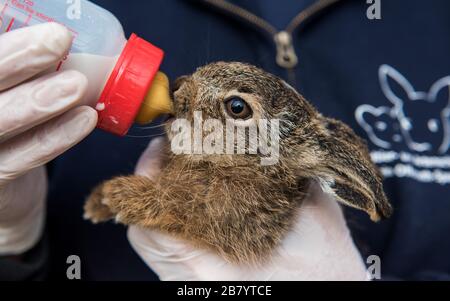 Klein Offenseth Sparrieshoop, Germany. 17th Mar, 2020. A young hare is fed with milk at the Wildlife Station Hamburg-Schleswig-Holstein. Cars, dogs and cats often turn the young hare into animal orphans, and the Wild Animal Station gives the baby hare a chance. (to dpa 'The rabbit rescuers of Sparrieshoop have their hands full') Credit: Daniel Bockwoldt/dpa/Alamy Live News Stock Photo