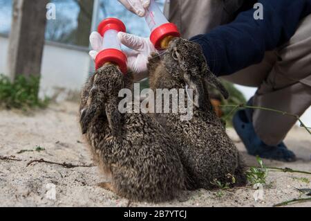 Klein Offenseth Sparrieshoop, Germany. 17th Mar, 2020. Two young field hares are fed with milk at the Wildlife Station Hamburg-Schleswig-Holstein. Cars, dogs and cats often turn the young rabbits into animal orphans, and the Wild Animal Station gives the rabbit babies a chance. (to dpa 'The rabbit rescuers of Sparrieshoop have their hands full') Credit: Daniel Bockwoldt/dpa/Alamy Live News Stock Photo