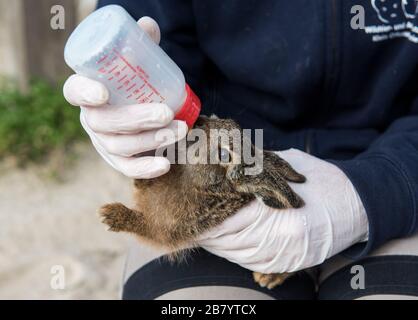 Klein Offenseth Sparrieshoop, Germany. 17th Mar, 2020. A young hare is fed with milk at the Wildlife Station Hamburg-Schleswig-Holstein. Cars, dogs and cats often turn the young hare into animal orphans, and the Wild Animal Station gives the baby hare a chance. (to dpa 'The rabbit rescuers of Sparrieshoop have their hands full') Credit: Daniel Bockwoldt/dpa/Alamy Live News Stock Photo