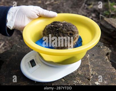 Klein Offenseth Sparrieshoop, Germany. 17th Mar, 2020. A young hare is weighed at the Wildlife Station Hamburg-Schleswig-Holstein. Cars, dogs and cats often turn the young hare into animal orphans, and the Wild Animal Station gives the baby hare a chance. (to dpa 'The rabbit rescuers of Sparrieshoop have their hands full') Credit: Daniel Bockwoldt/dpa/Alamy Live News Stock Photo