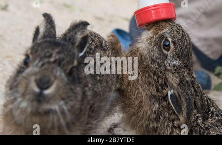 Klein Offenseth Sparrieshoop, Germany. 17th Mar, 2020. Two young field hares are fed with milk at the Wildlife Station Hamburg-Schleswig-Holstein. Cars, dogs and cats often turn the young rabbits into animal orphans, and the Wild Animal Station gives the rabbit babies a chance. (to dpa 'The rabbit rescuers of Sparrieshoop have their hands full') Credit: Daniel Bockwoldt/dpa/Alamy Live News Stock Photo