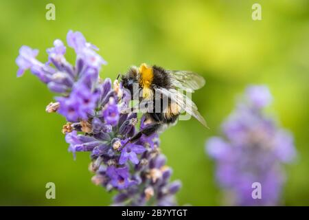 Bumblebee (Bombus) on Lavender (Lavandula) Stock Photo