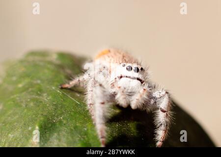 jumping spider on a green leaf Stock Photo