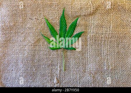 Green hemp leaf on the rough cloth fabric material made of hemp Stock Photo