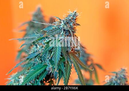 Blooming cannabis flowers on the orange background Stock Photo