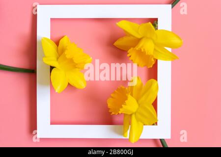 three yellow daffodils with white frame on pink background spring greeting card concept Stock Photo