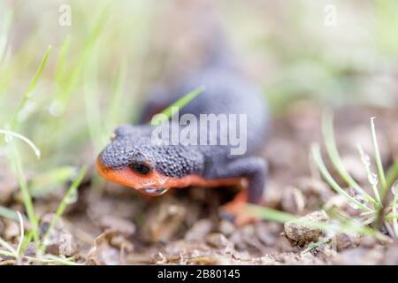 Selective focus of California Newt, Juvenile Stock Photo