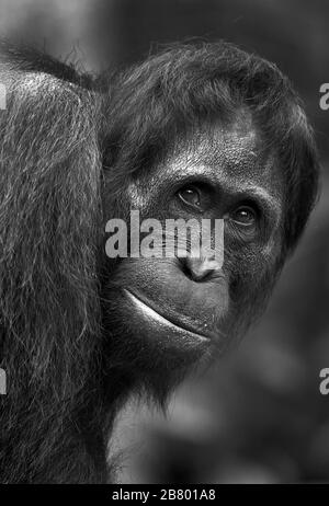 The image of Bornean orangutan (Pongo pygmaeus) in Kalimantan, Borneo, Indonesia. Stock Photo