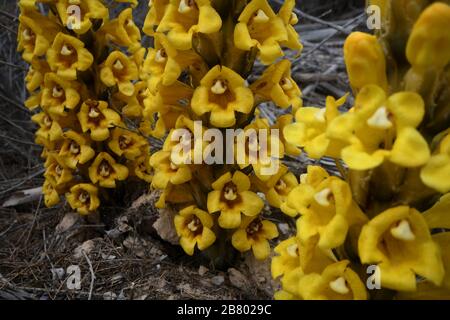 Yellow or desert broomrape, Cistanche tubulosa.  This plant is a parasitic member of the broomrape family. Photographed in the Negev Desert, Israel Stock Photo