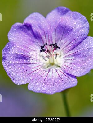 hardy pale blue geranium with water drops on it Stock Photo