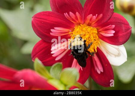 A Yellow-faced Bumble Bee (Bombus vosnesenskii) pollinates a red and yellow Collarette Dahlia. Stock Photo