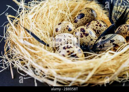 Spotted small quail eggs with black feathers in the hay nest closeup. Dark mode, black background. Stock Photo