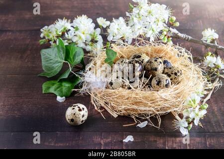 Spotted qauil eggs in the nest. Blooming branches of fruit tree, green leaves on the wooden background. Spring time, happy easter. Stock Photo