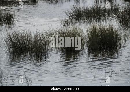 reed bed and marsh background poster Stock Photo