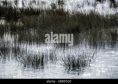 reed bed and marsh background poster Stock Photo