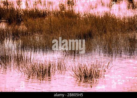 reed bed and marsh background poster Stock Photo