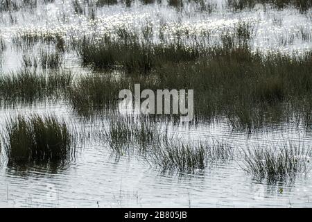 Reed bed and marsh background poster Stock Photo