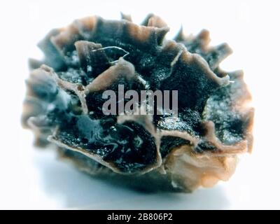 A picture of papaya seeds Stock Photo