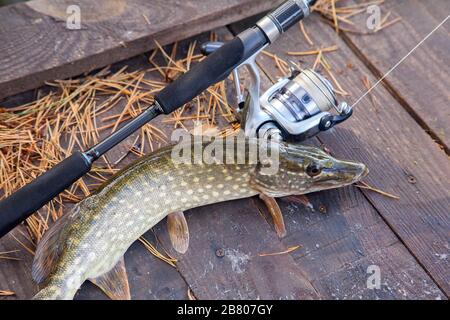 Freshwater Northern pike fish know as Esox Lucius and fishing rod with reel lying on vintage wooden background with yellow leaves at autumn time. Fish Stock Photo