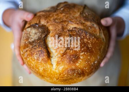 Extreme Close Up Shallow Focus Loaf of Artisanal Sourdough Bread in the Baker's Hands Stock Photo