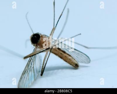 A picture of mosquito Stock Photo