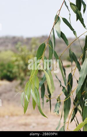 eucalyptus leaves in farm Stock Photo