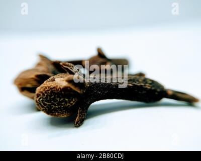 A picture of clove Stock Photo