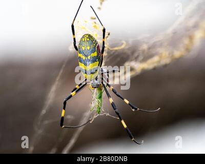 A Japanese Joro spider, a type of golden orb-weaver, Trichonephila clavata, feeds on a small grasshopper in a forest near Yokohama, Japan. Stock Photo