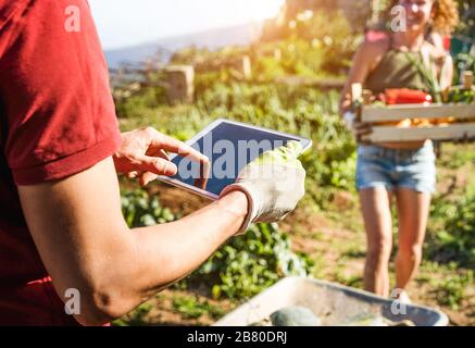 Friendly team harvesting organic vegetables from community greenhouse garden and planning harvest season on digital tablet - Focus on man right hand - Stock Photo