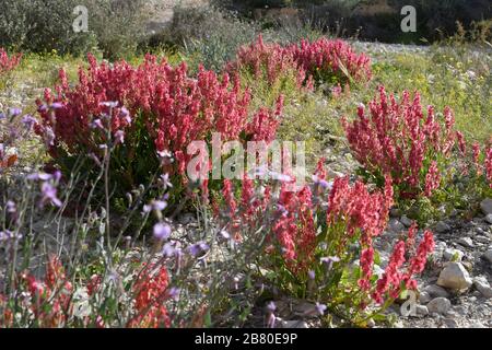 Blooming Knotweed sorrel (Rumex cyprius syn Rumex roseus). After a rare rainy season in the Negev Desert, Israel, an abundance of wildflowers sprout o Stock Photo