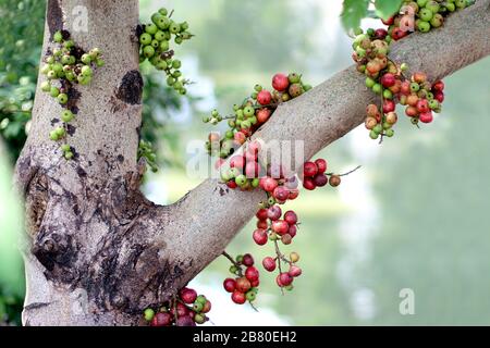 Ripe fruit of Fig fruit forest, Ficus Racemosa, Fig on tree nature, Fig red and green thai asia fruits forest Stock Photo