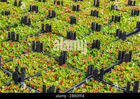 Pink wax begonia (fiborous begonia) in garden market Stock Photo