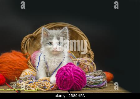 Six weeks old kitten is playing with ball of knitting in multiple colors. Cute kitten and ball of thread. Grey pretty kitten. Funny kitten and knittin Stock Photo