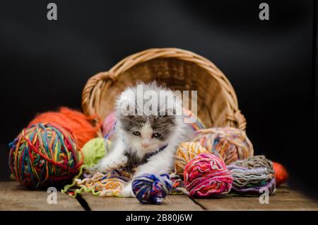 Cute little exotic kitten playing with wool ball. Stock Photo