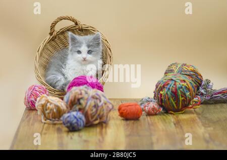 Cute little kitten. Baby kitten playing with a ball of woolen threads Stock Photo