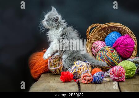 Six weeks old kitten is playing with ball of knitting in multiple colors. Cute kitten and ball of thread. Grey pretty kitten. Funny kitten and knittin Stock Photo