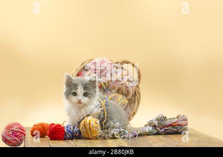 Cute kitten on light background. Six weeks old kitten. Baby cat playing with ball of yarn on light background Stock Photo